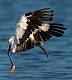 Kirms Photography Wood Storks-1